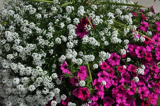 Oberwoelz_120811_013