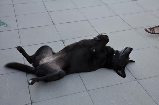 Sterntalerhof_29082011_023