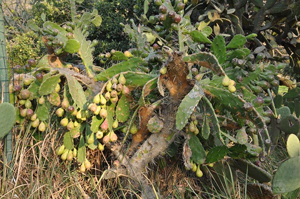 Rom_Sizilien_2012_087
